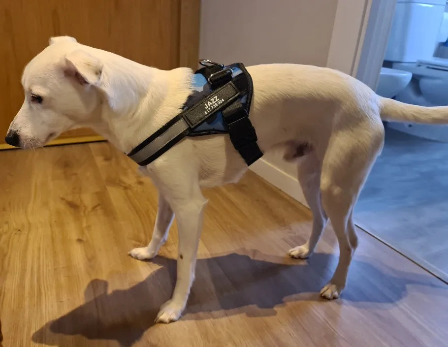 Personalized No-Pull Dog Harness – Safe, Comfy & Perfect for Every Adventure!