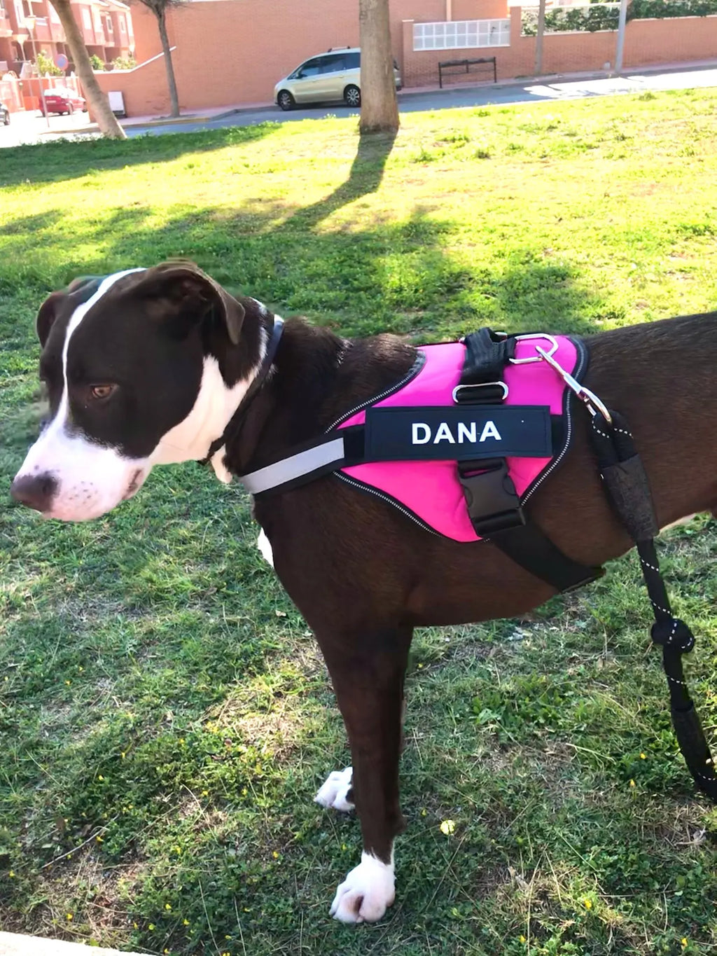 Personalized No-Pull Dog Harness – Safe, Comfy & Perfect for Every Adventure!