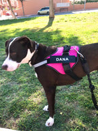 Personalized No-Pull Dog Harness – Safe, Comfy & Perfect for Every Adventure!