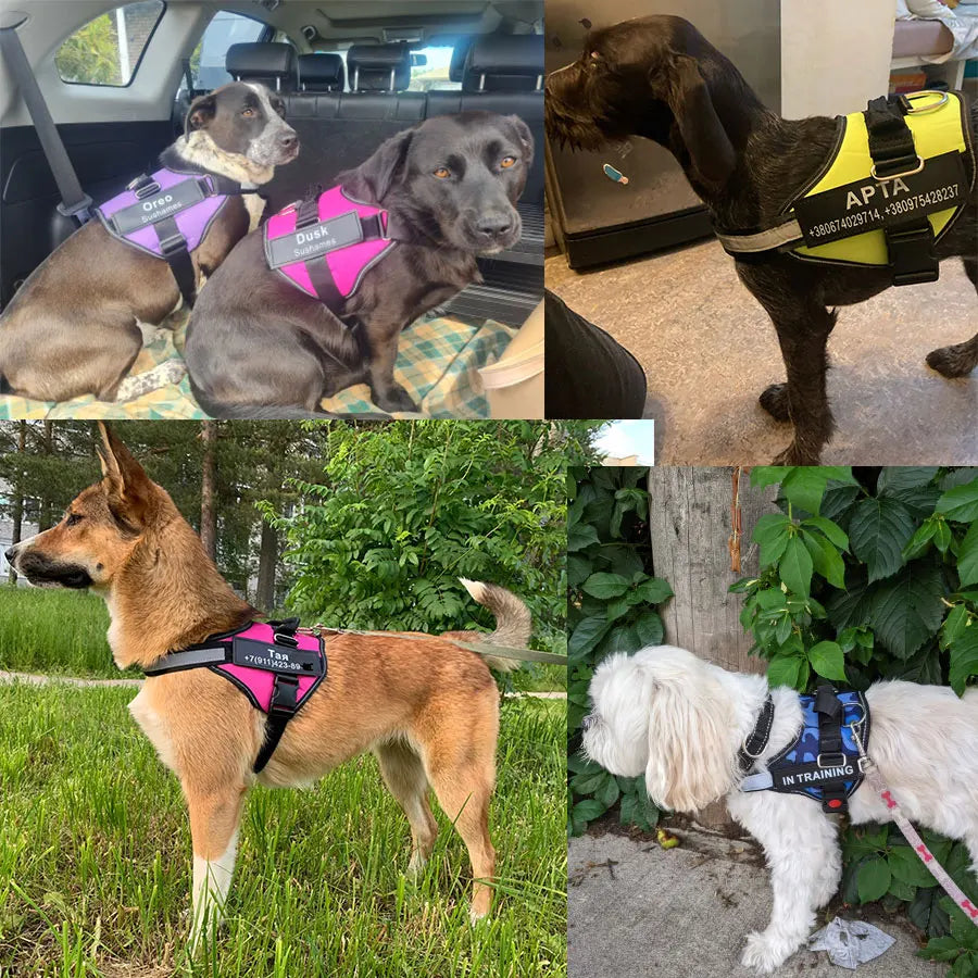 Personalized No-Pull Dog Harness – Safe, Comfy & Perfect for Every Adventure!