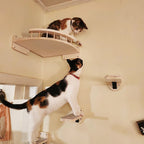 Cat Wall Shelves – The Ultimate Vertical Playground for Your Furry Baby!