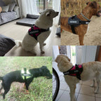 Personalized No-Pull Dog Harness – Safe, Comfy & Perfect for Every Adventure!