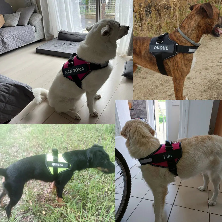 Personalized No-Pull Dog Harness – Safe, Comfy & Perfect for Every Adventure!