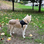 Personalized No-Pull Dog Harness – Safe, Comfy & Perfect for Every Adventure!